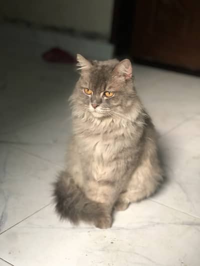 Stunning Grey Persian Male Cat - Healthy and Active