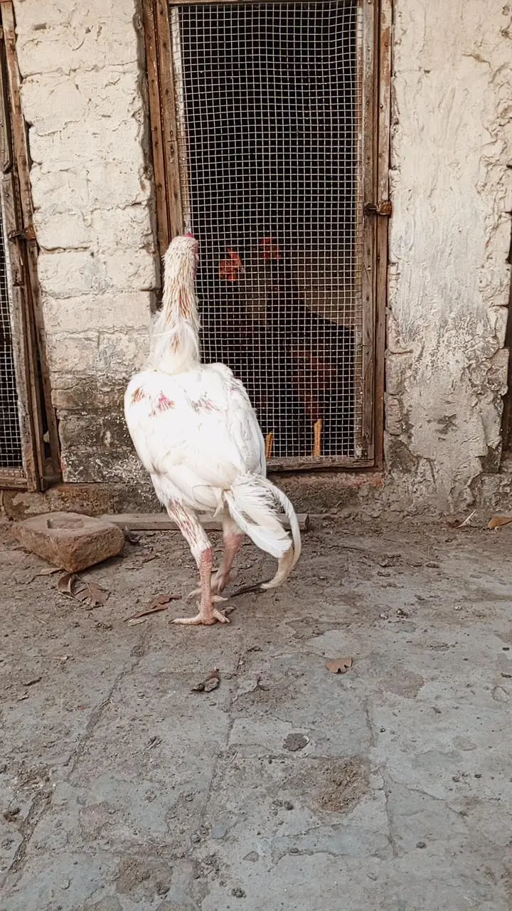 hera aseel pair — photo 7