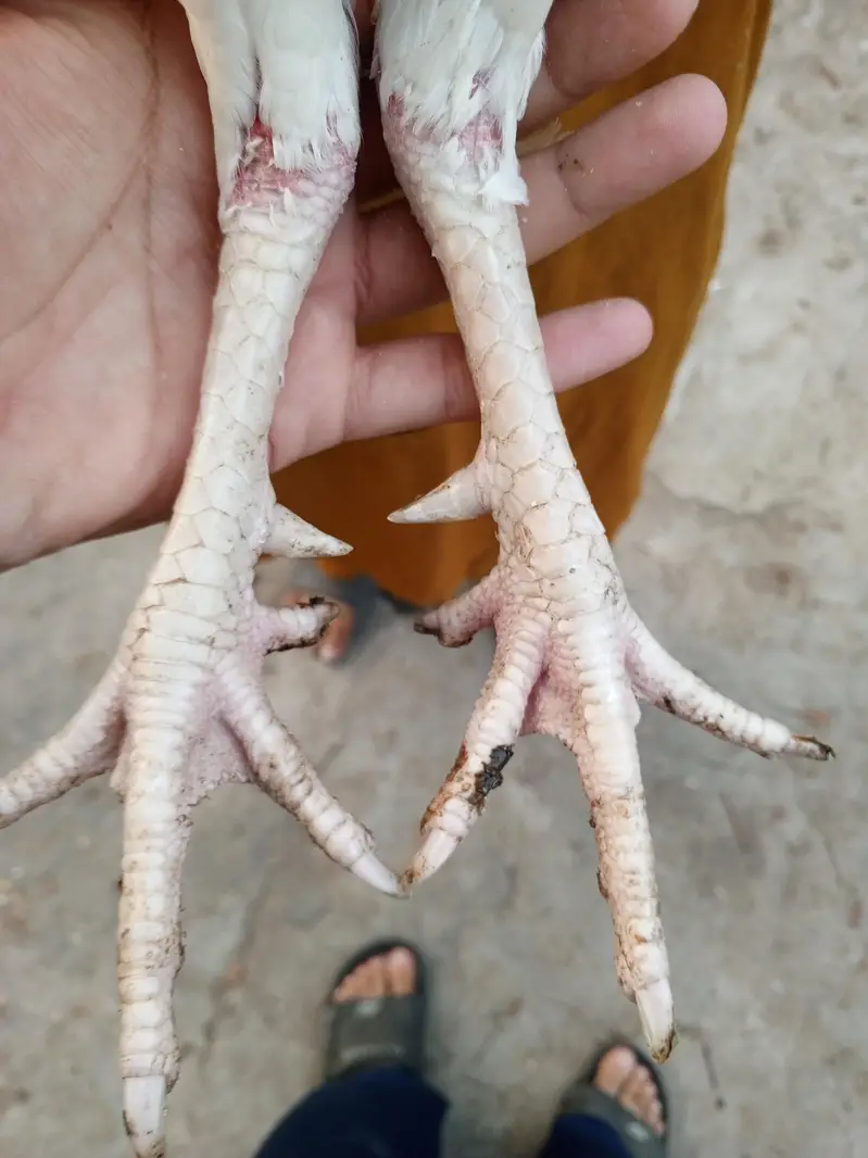 hera aseel pair — photo 9