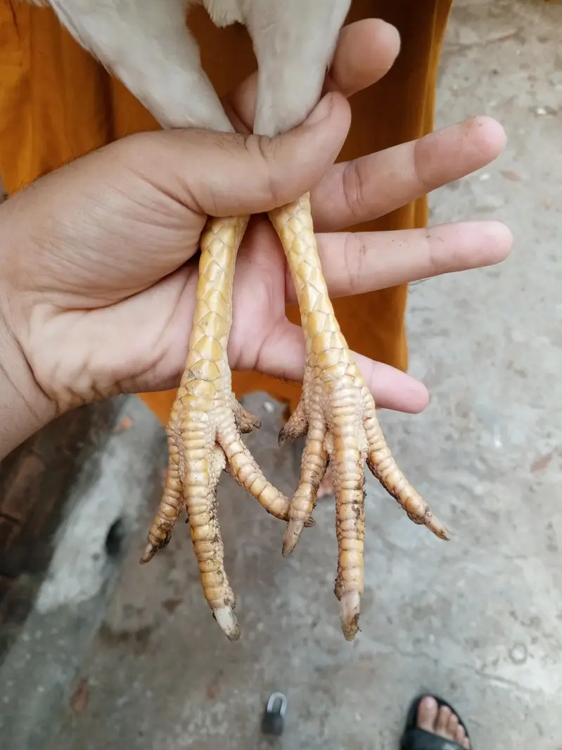 hera aseel pair — photo 11