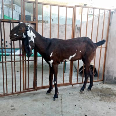 Beetal bakri