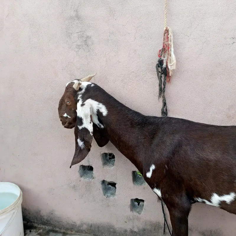 Beetal bakri — photo 2