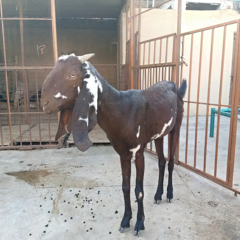 Beetal bakri — photo 3