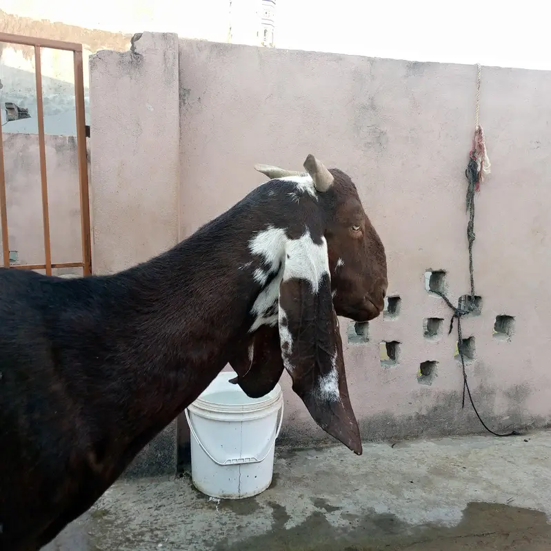 Beetal bakri — photo 4