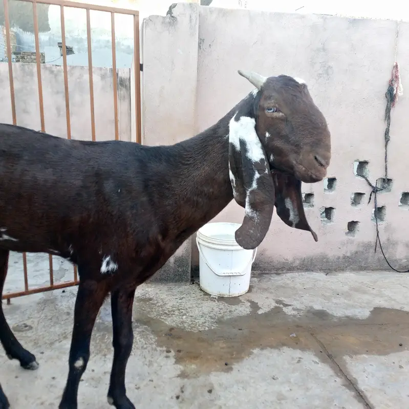 Beetal bakri — photo 5