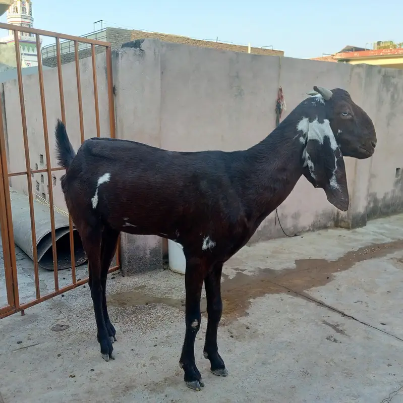 Beetal bakri — photo 6
