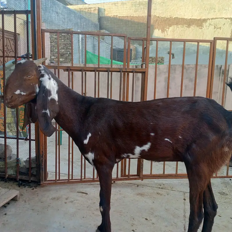 Beetal bakri — photo 7