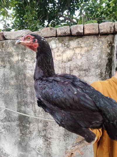 black aseel murgian for sale
