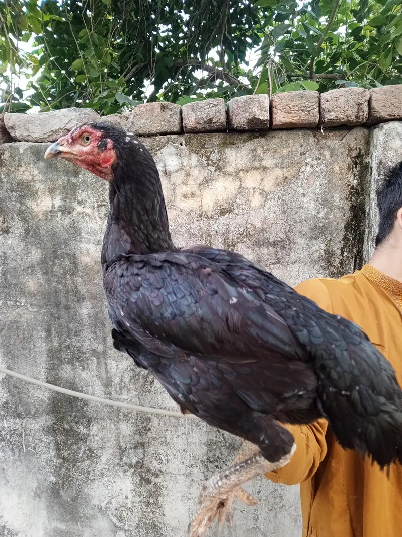 black aseel murgian for sale — photo 2