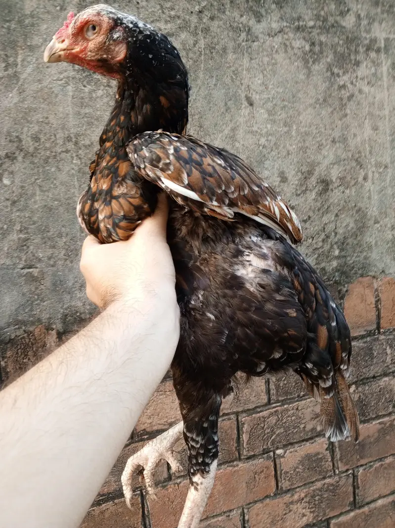 black aseel murgian for sale — photo 3