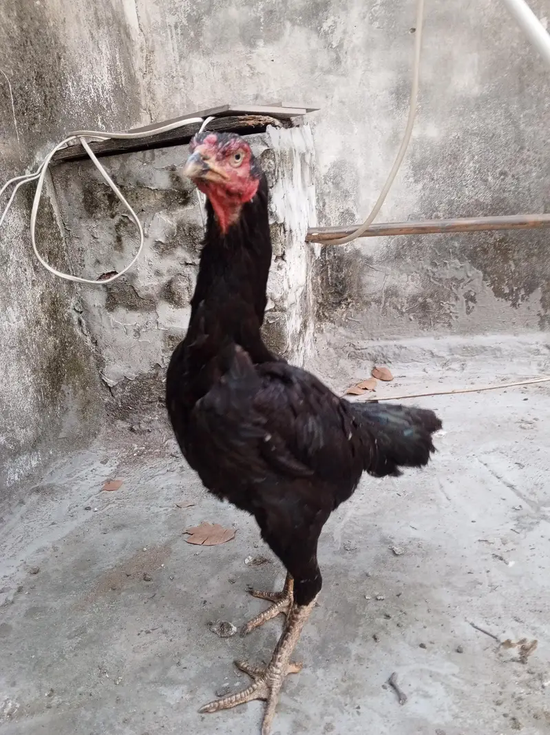 black aseel murgian for sale — photo 4