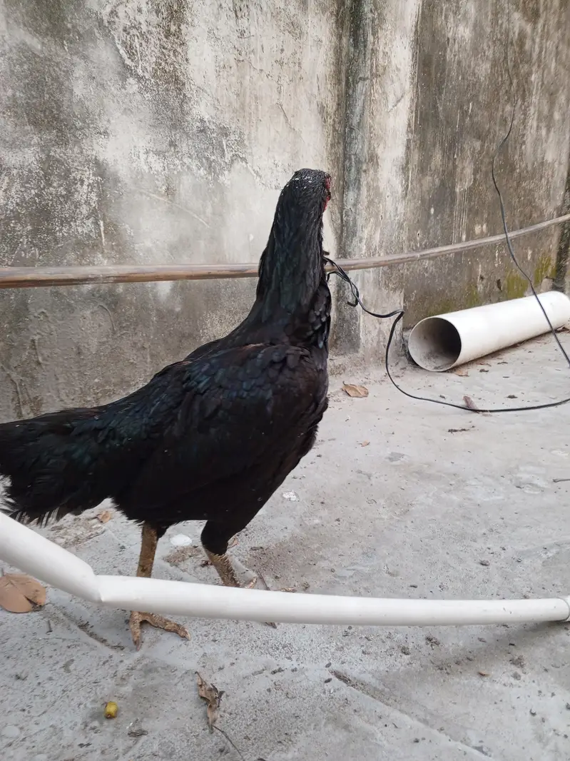 black aseel murgian for sale — photo 5