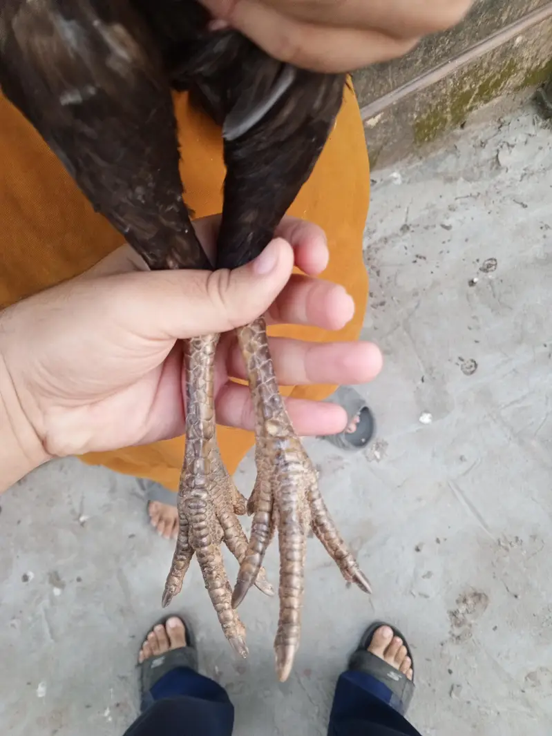 black aseel murgian for sale — photo 7