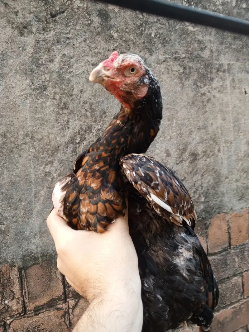 black aseel murgian for sale — photo 8