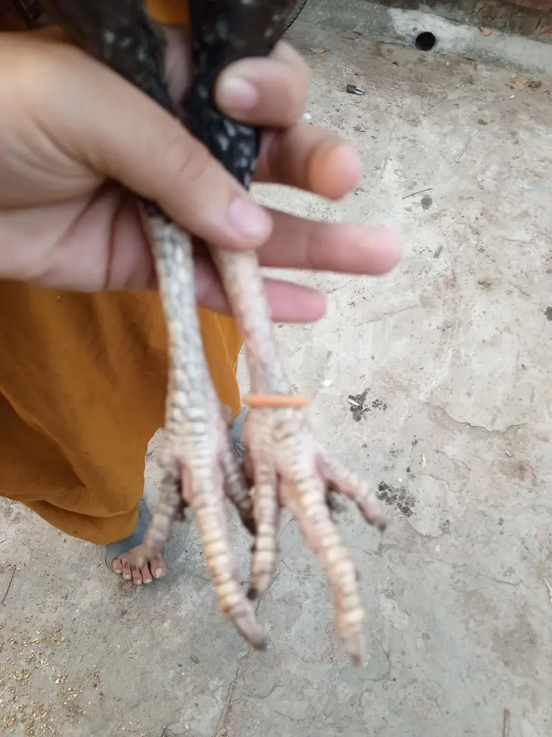 black aseel murgian for sale — photo 10