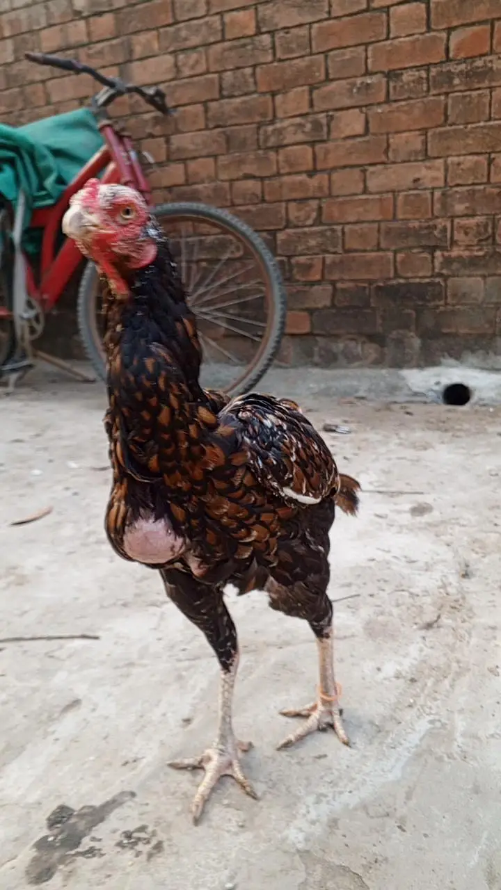 black aseel murgian for sale — photo 11