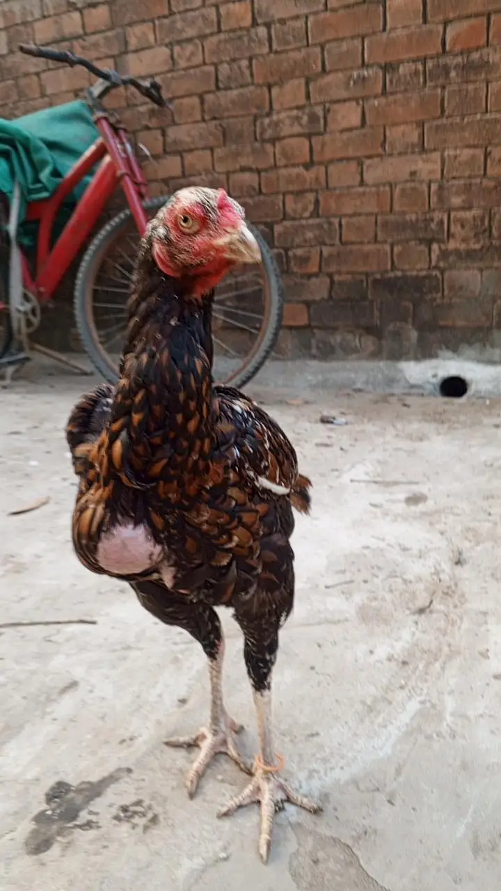 black aseel murgian for sale — photo 12