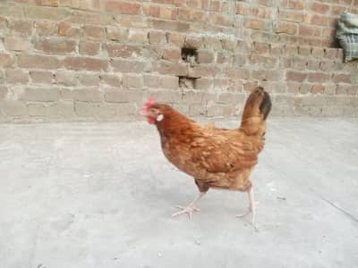 time to eat egg of hen