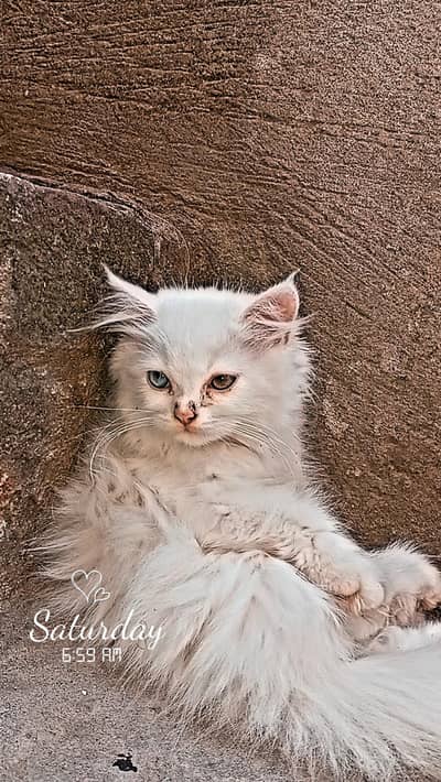 female Persian cat kid