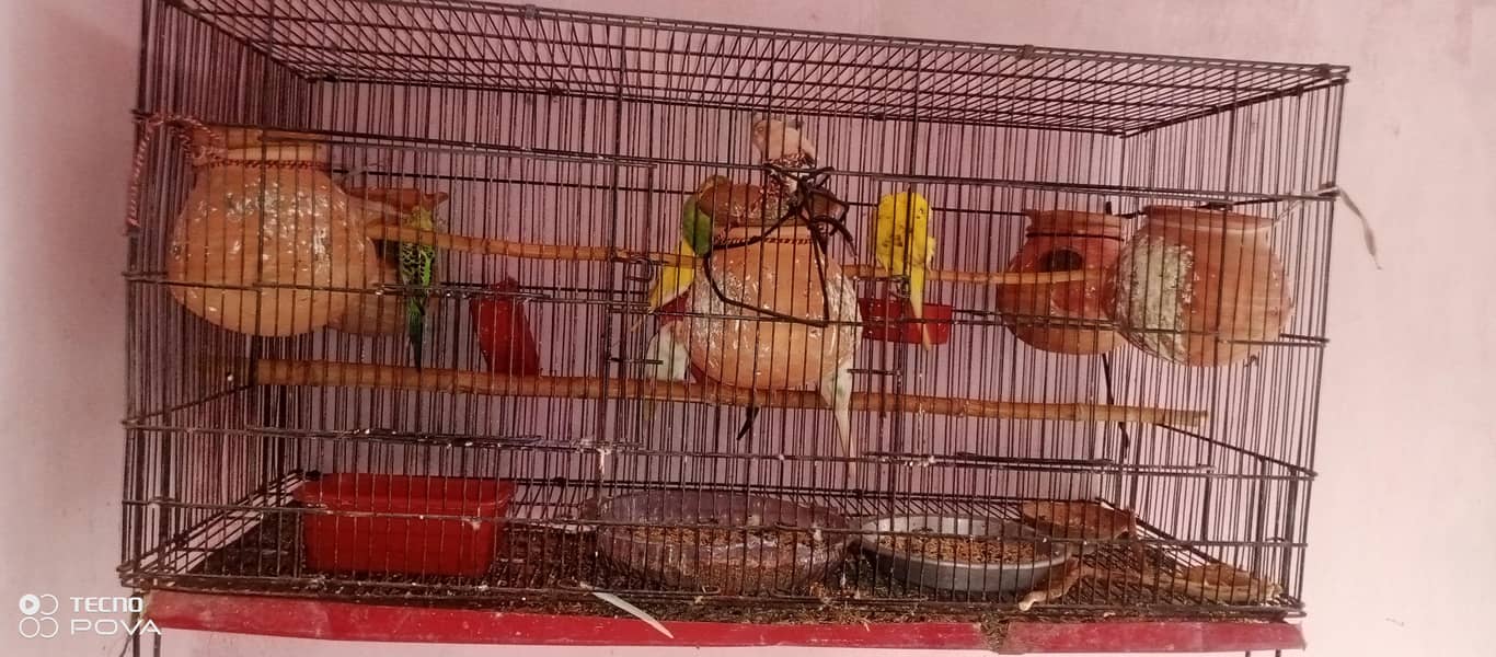 parrot 0