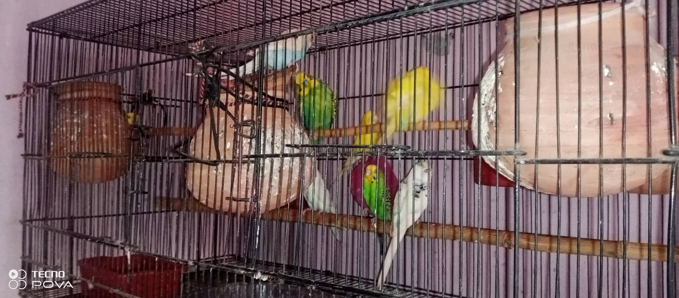 parrot 1