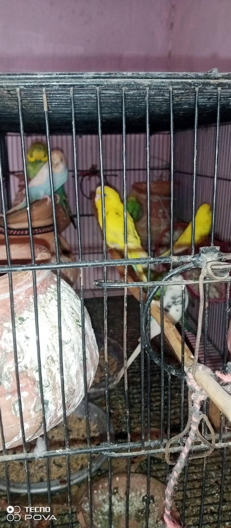 parrot 2
