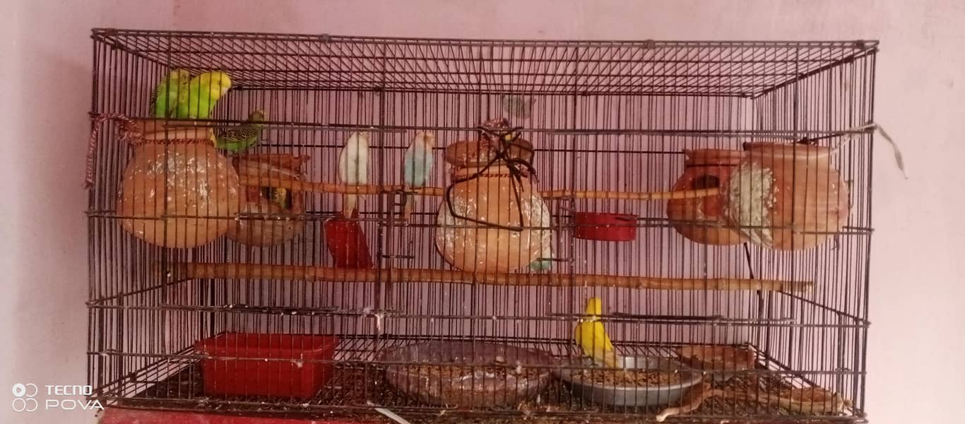 parrot 3