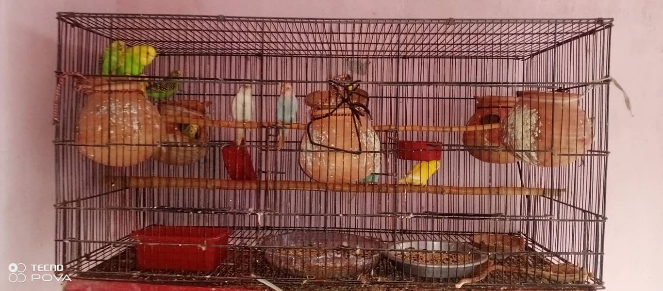parrot 4