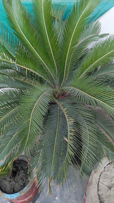 kangi pam plant
