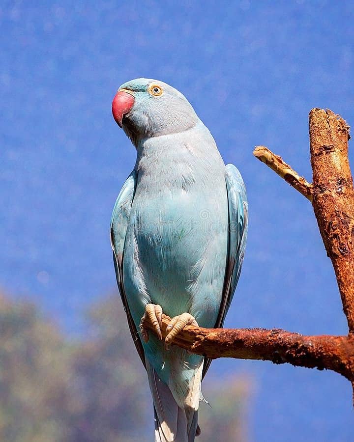 Parrot 0