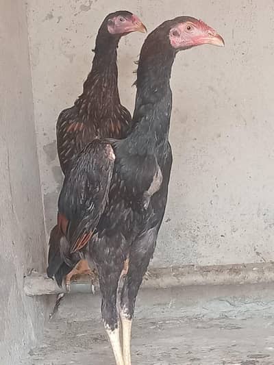 Aseel pair