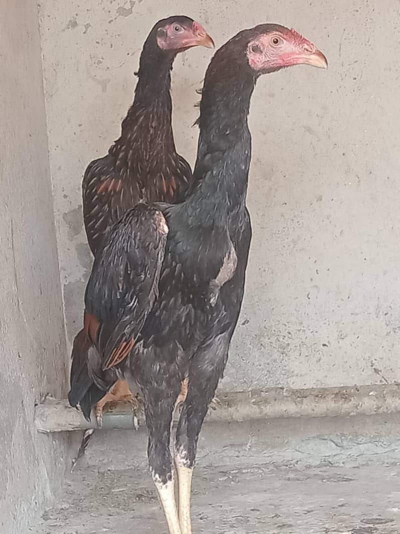 Aseel pair 0