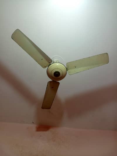 celling fan