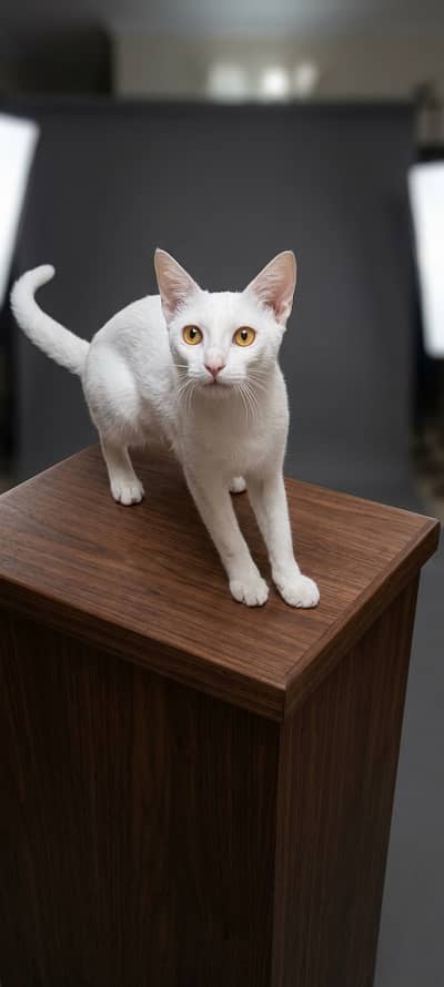 Write Pure White Active Male Cat (Mix Breed)