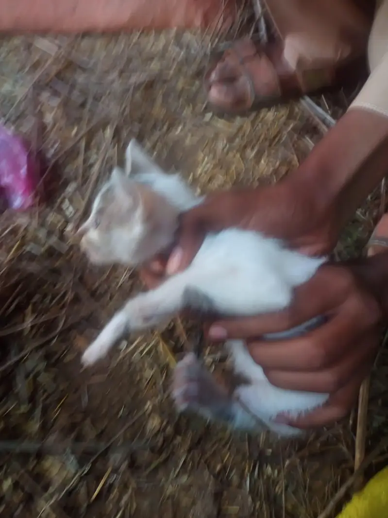 animal lovers — photo 3