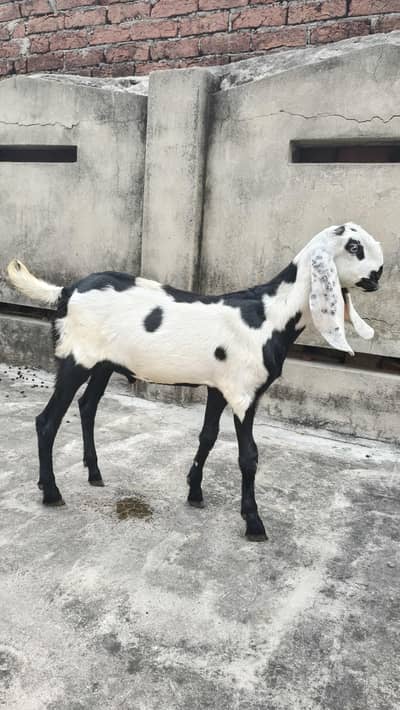 Goats sale