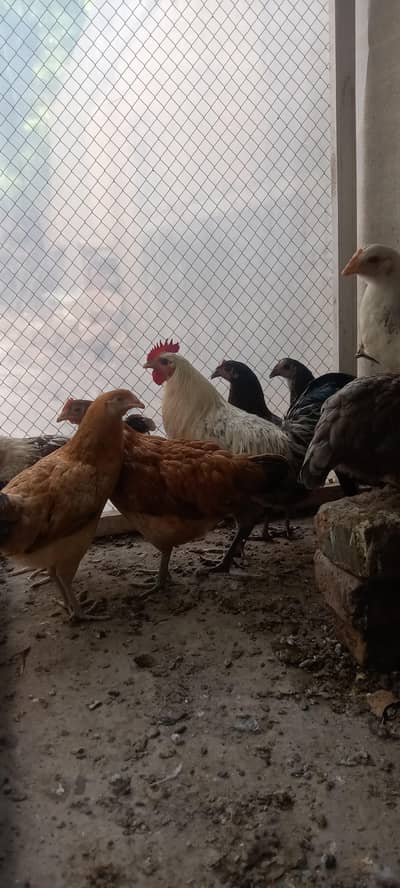 Golden Misri starter hen for sale