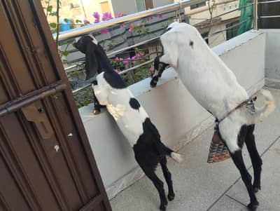 Milking Goat with baby