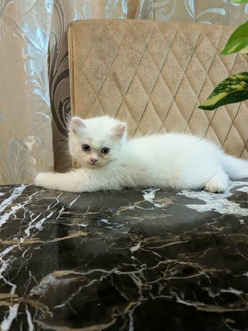 Persian kittens 1