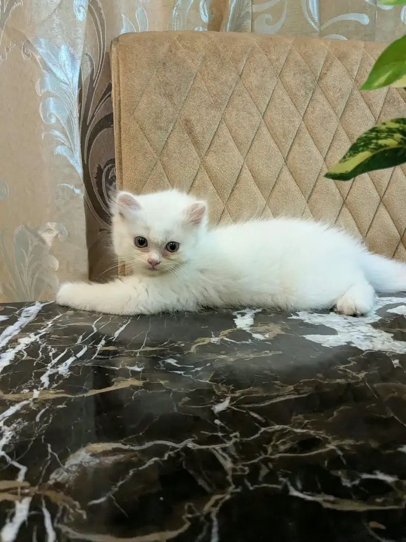 Persian kittens — photo 2
