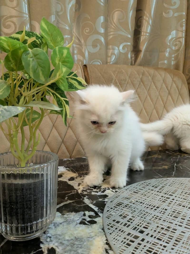 Persian kittens 2