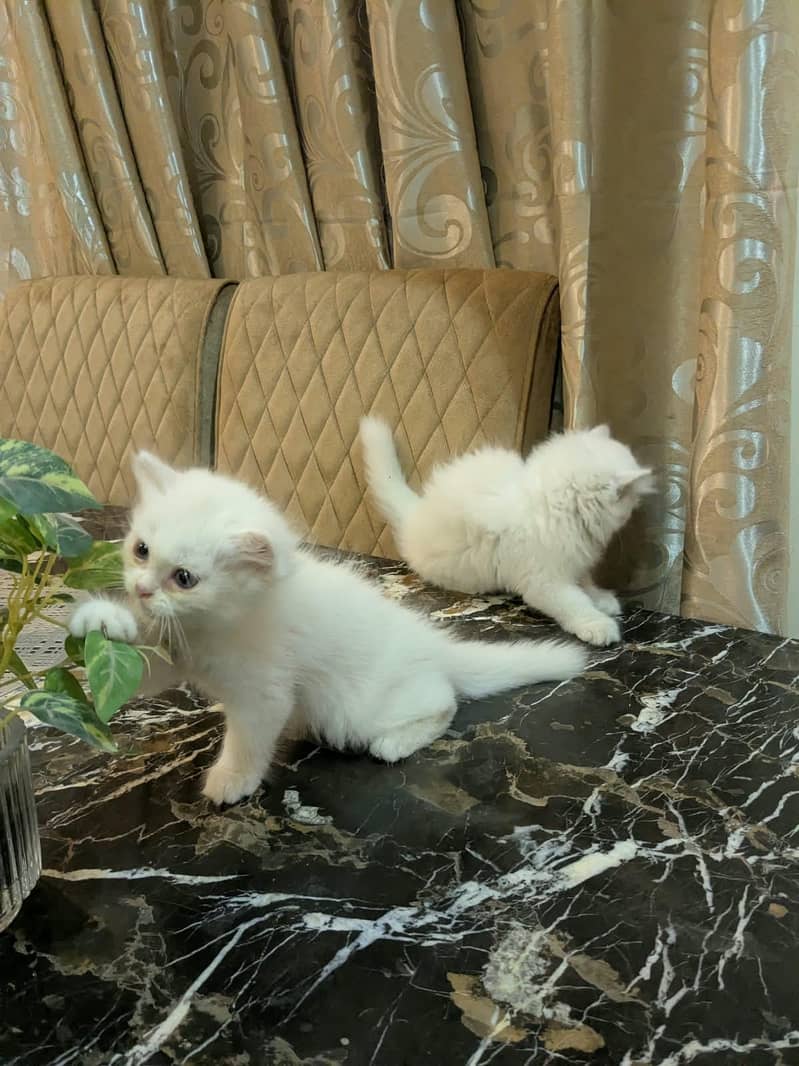 Persian kittens 3