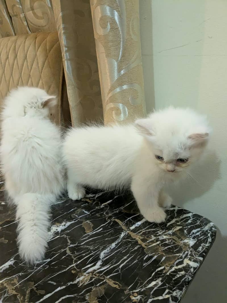 Persian kittens 4