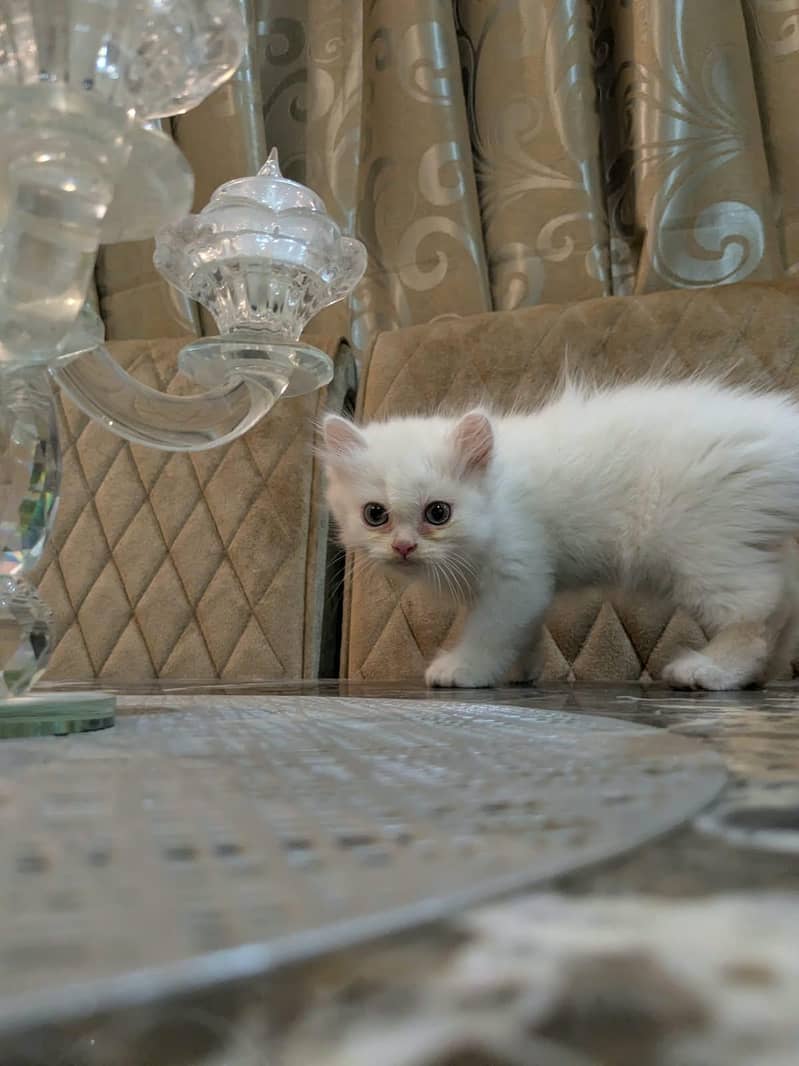 Persian kittens 5