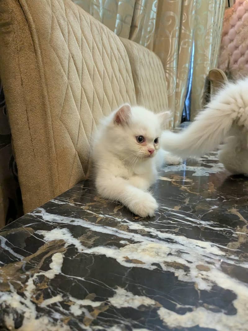Persian kittens 6