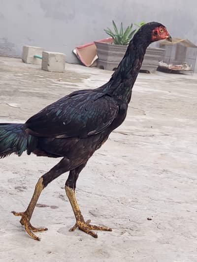 Waleti pathi pure janvar