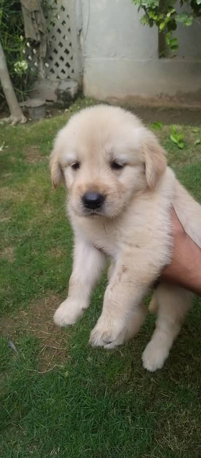 golden retriever puppy for sale
