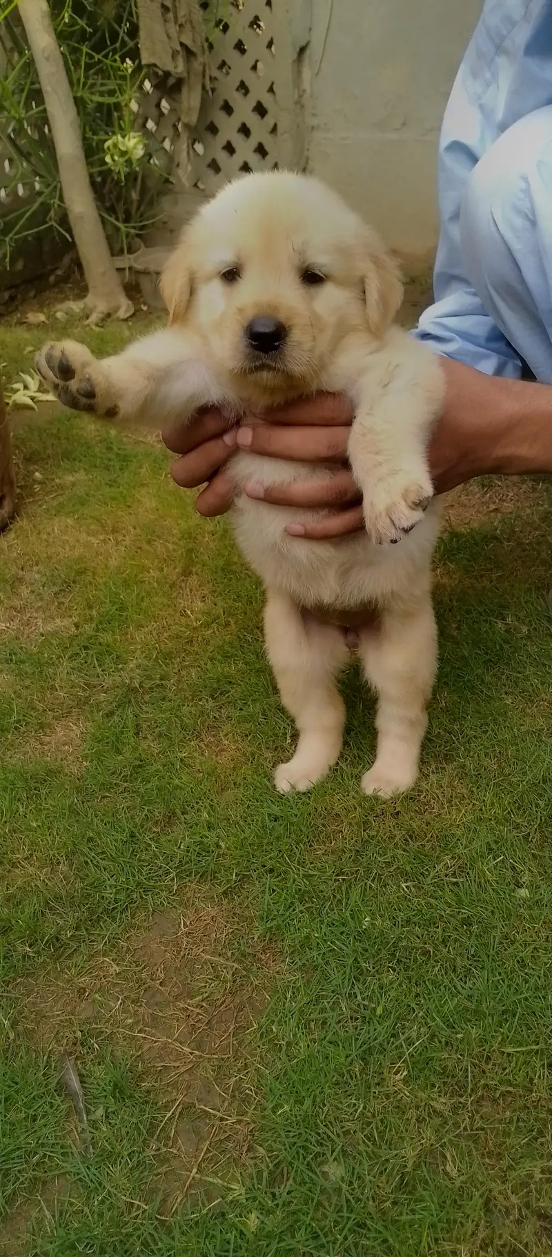 golden retriever puppy for sale — photo 3