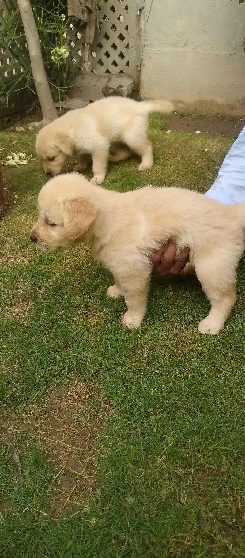golden retriever puppy for sale — photo 4
