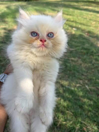 Pursian kittens | Cat | kittens | pursian cat